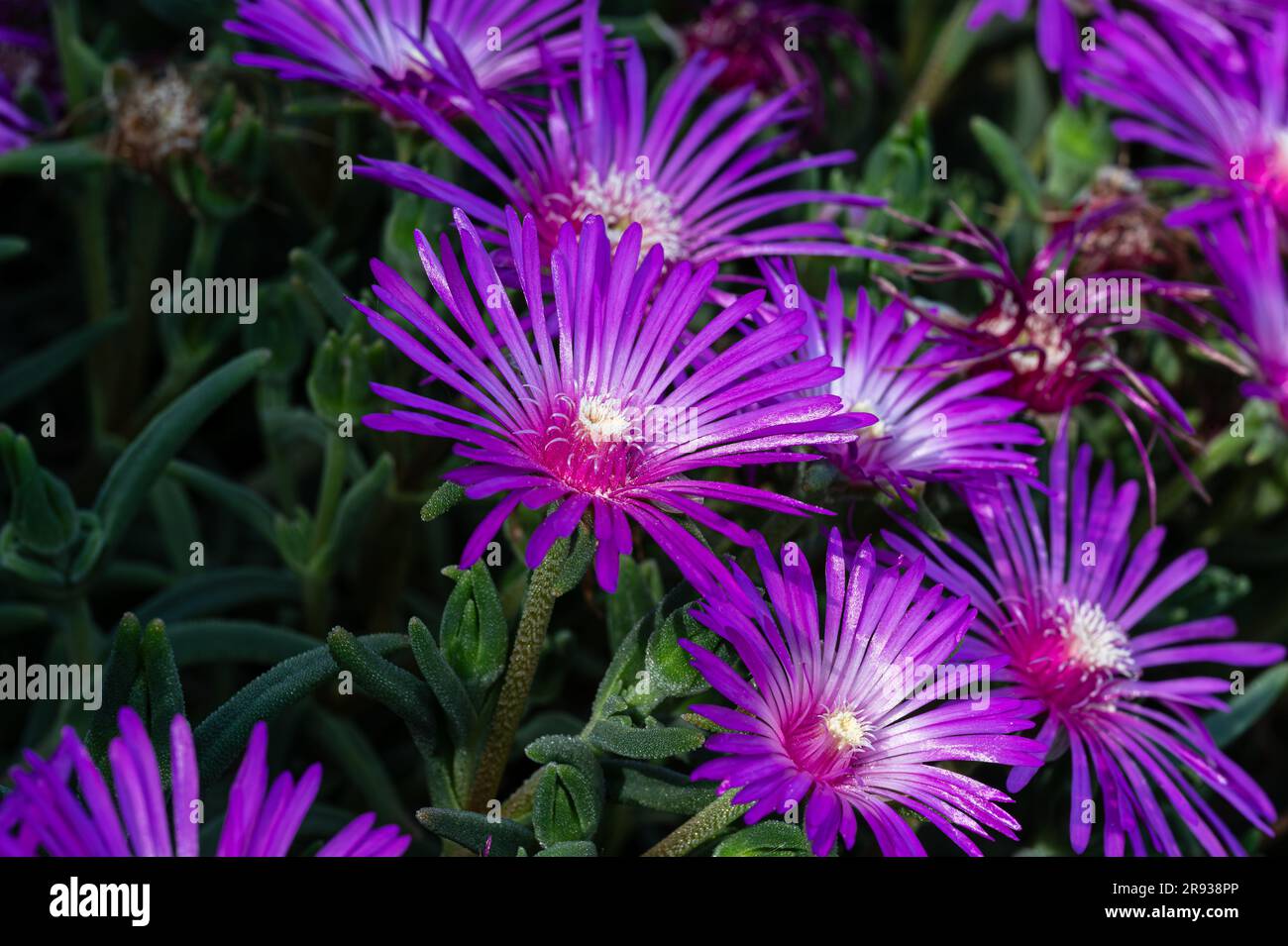 The mesembriantemo is a small succulent plant that forms compact or hanging bearings and, during flowering, covered with bright colors. Stock Photo