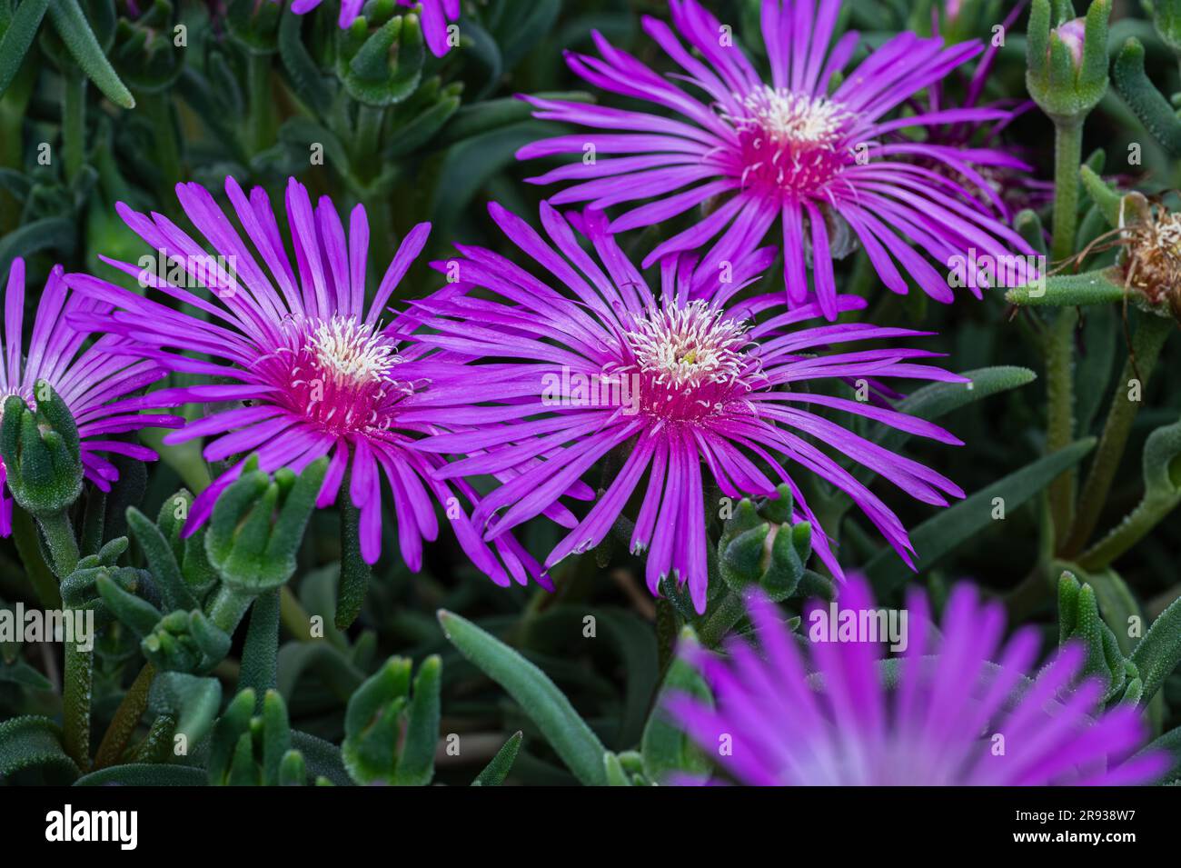 The mesembriantemo is a small succulent plant that forms compact or hanging bearings and, during flowering, covered with bright colors. Stock Photo