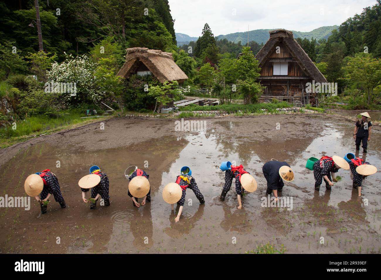 Shirakawa-go Rice Planting Festival Stock Photo - Alamy