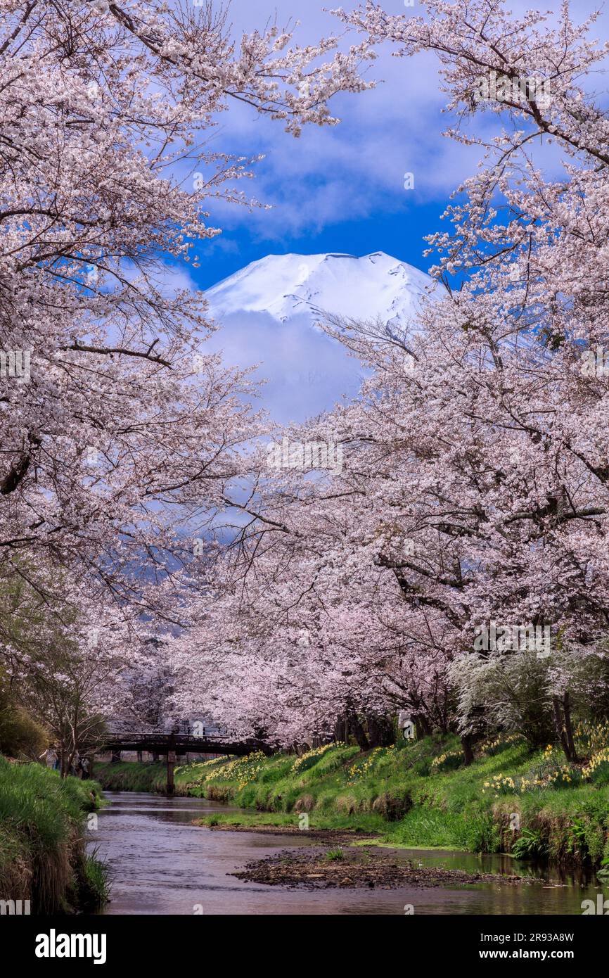 Bank heritage blossom hi-res stock photography and images - Alamy