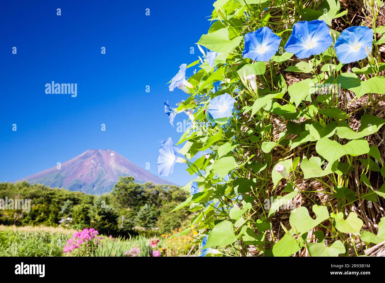 LE BLIZZARD SUR La Plage / Hamafubuki Japanese Morning Glory 6 Graines - Foto 10