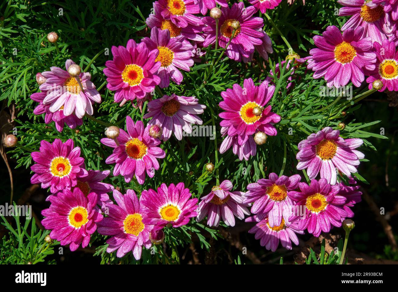 Sydney Australia, bright flowers of argyranthemum frutescens also known as Paris daisy or marguerite daisy Stock Photo