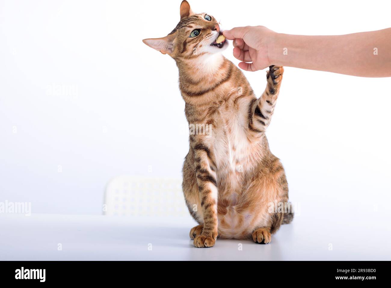 Cat standing and eating cookie food from hand Stock Photo Alamy