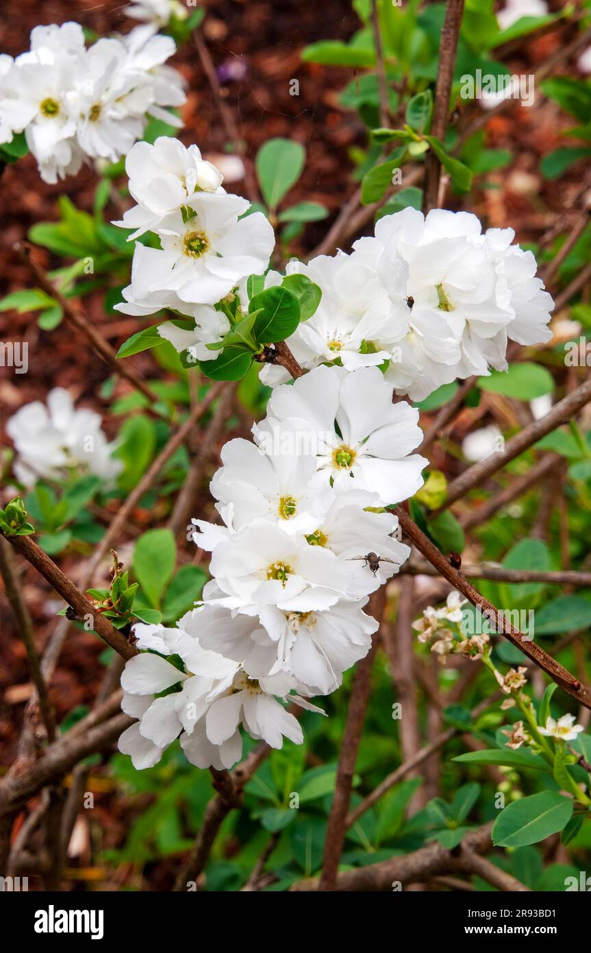 Sydney Australia, papery white flowers of exochorda giraldii var. wilsonii Stock Photo
