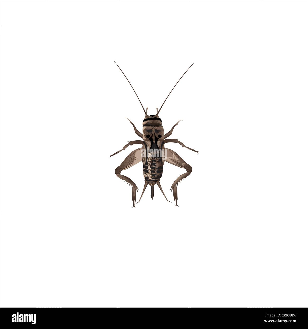 Life-Like House Cricket, Acheta domesticus Insect, Bug Stock Vector