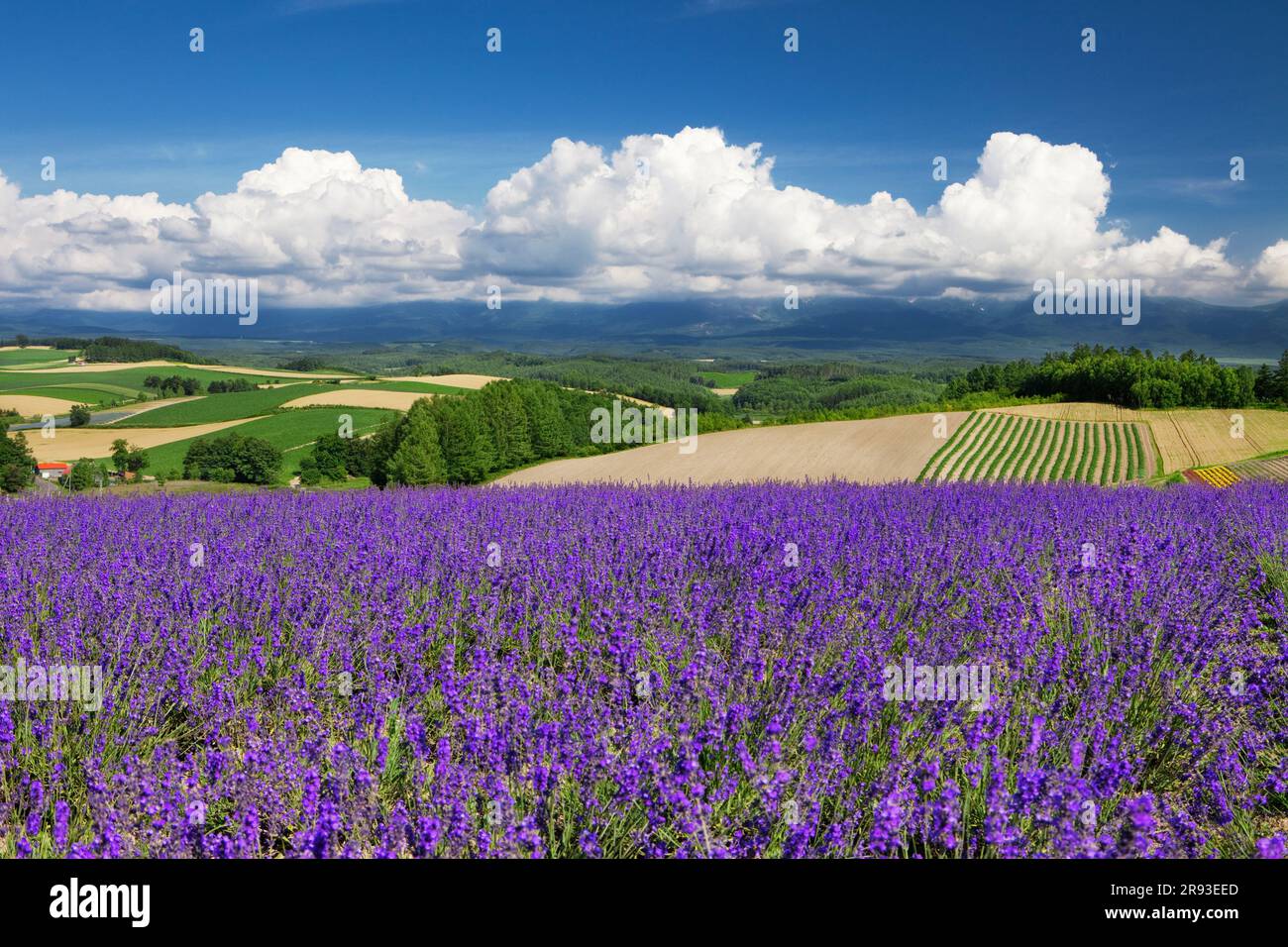 Lavender field in july hi res stock photography and images Alamy Lavender field in july hi res stock photography and images Alamy