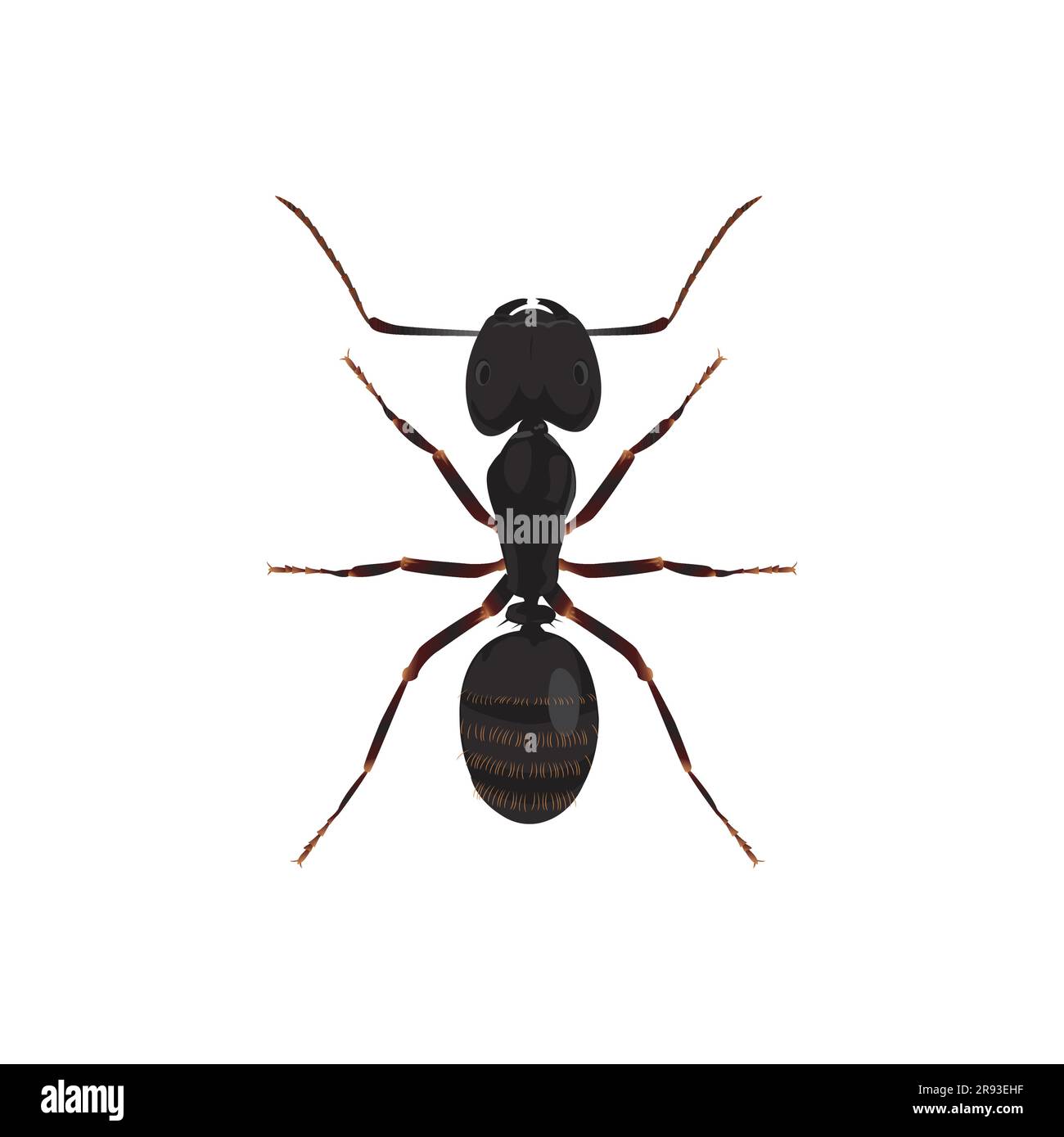 Macro garden bugs Stock Vector Images - Alamy