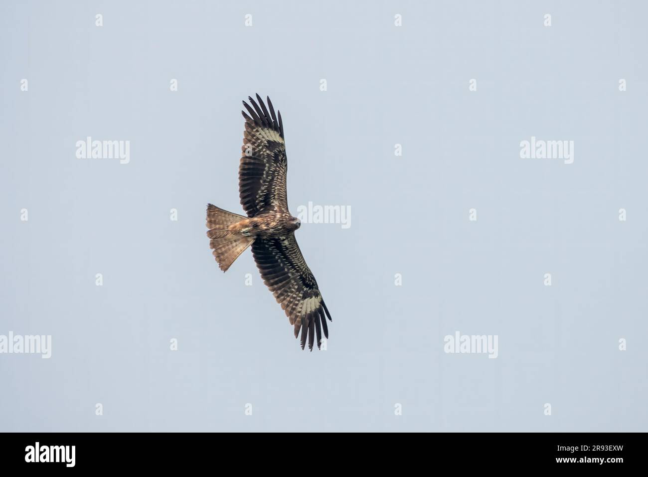 Black kite (Milvus migrans), a medium-sized bird of prey in the family Accipitridae, observed in Gajoldaba in West Bengal, India Stock Photo