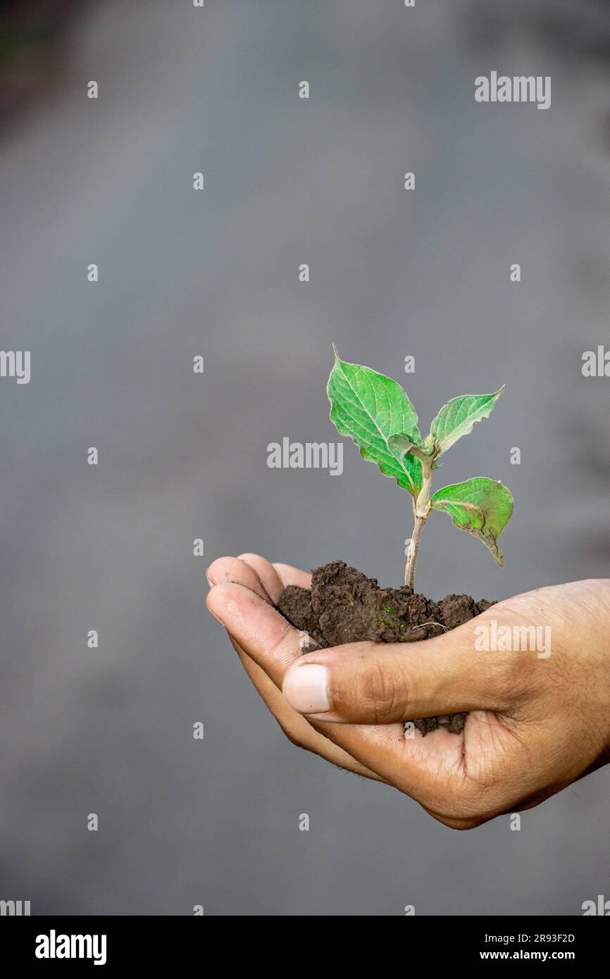 hand of adult boy holding young plant with sunlight on nature background. concept eco earth day Stock Photo