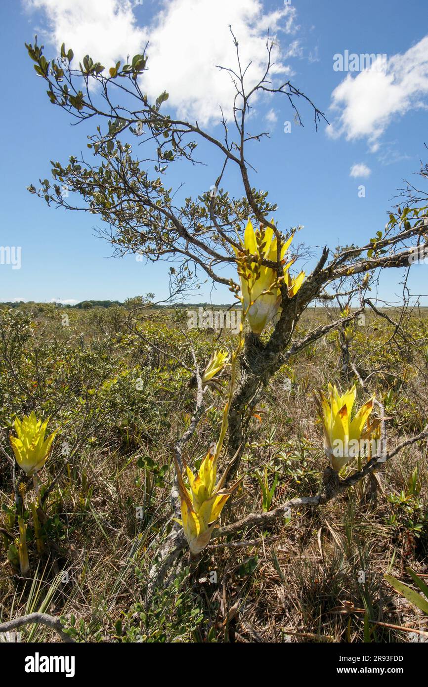 Epiphytic Catopsis berteroniana plants with flower stalk on a tree, Gran Sabana, Venezuela Stock Photo