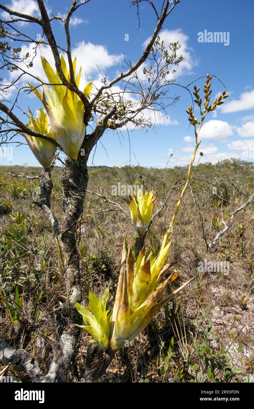 Epiphytic bromeliad Catopsis berteroniana plants in flower on a tree, Gran Sabana, Venezuela Stock Photo