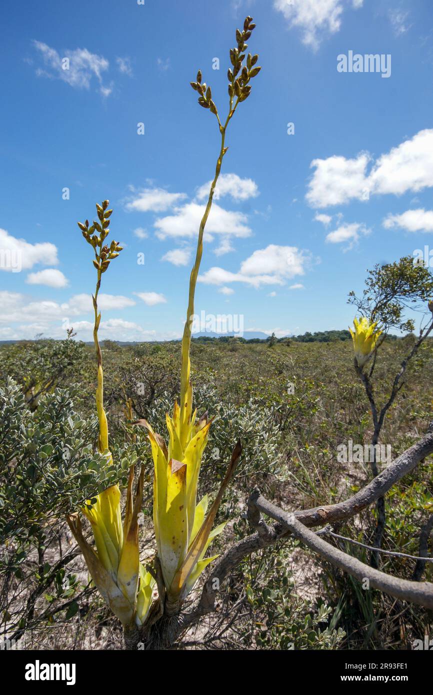 Epiphytic bromeliad Catopsis berteroniana plant with long flower stalks, Gran Sabana, Venezuela Stock Photo