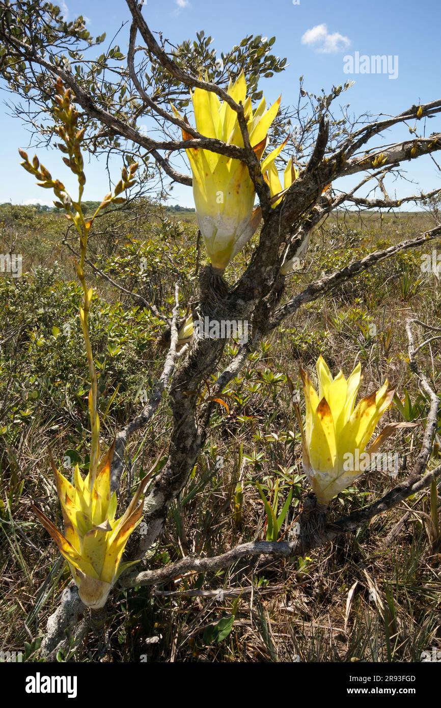 Epiphytic bromeliad Catopsis berteroniana plants with flower stalk on a tree, Gran Sabana, Venezuela Stock Photo