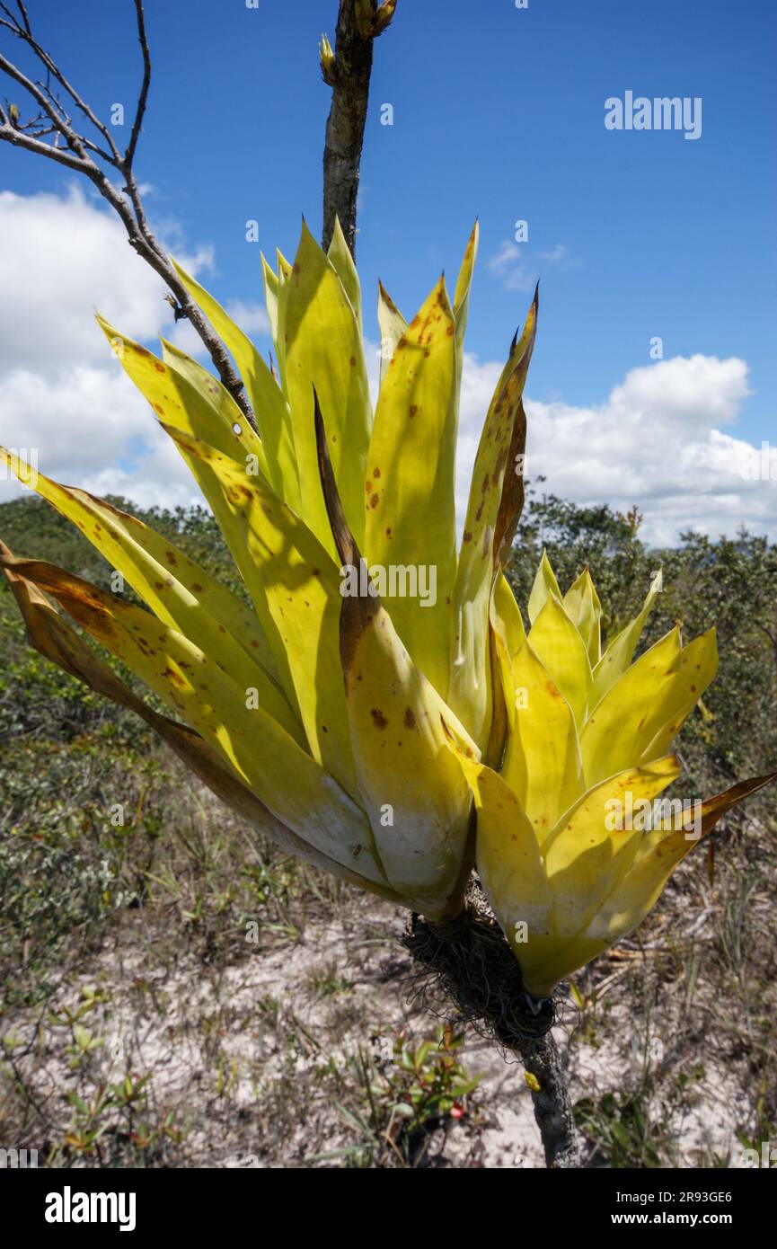 Epiphytic Catopsis berteroniana plants, Gran Sabana, Venezuela Stock Photo