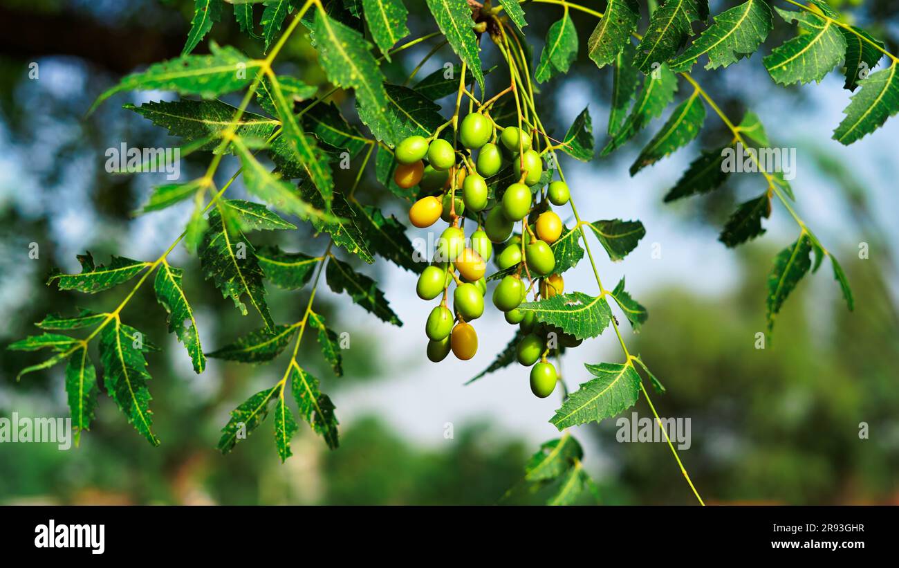 Fresh leaves of neem tree and fruits growing natural medicinal. Closed