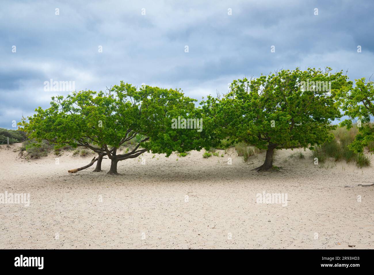 Scenic view of trees in the Dutch dune landscape Stock Photo