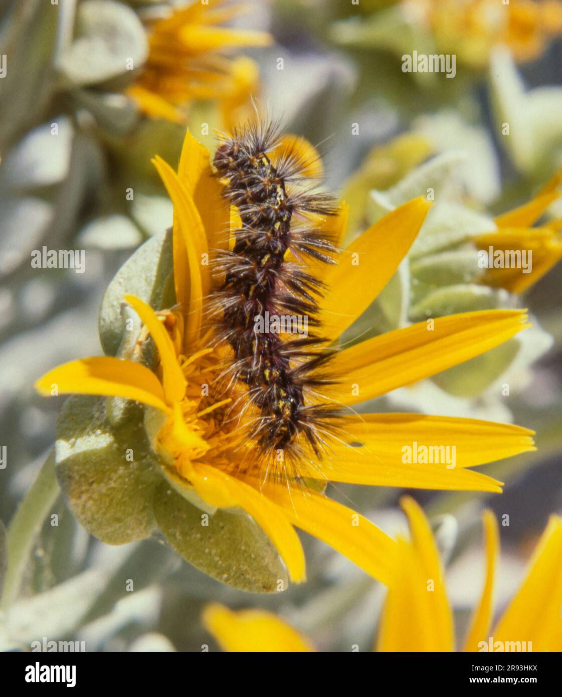 A caterpillar on a Didelta carnosa flower, a type of daisy that grows