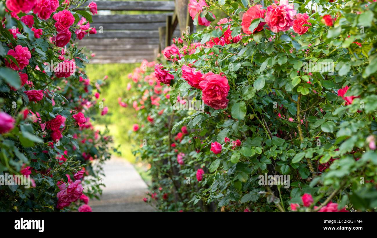 Wooden pergola overgrown with beautiful pink roses. Wooden garden ...