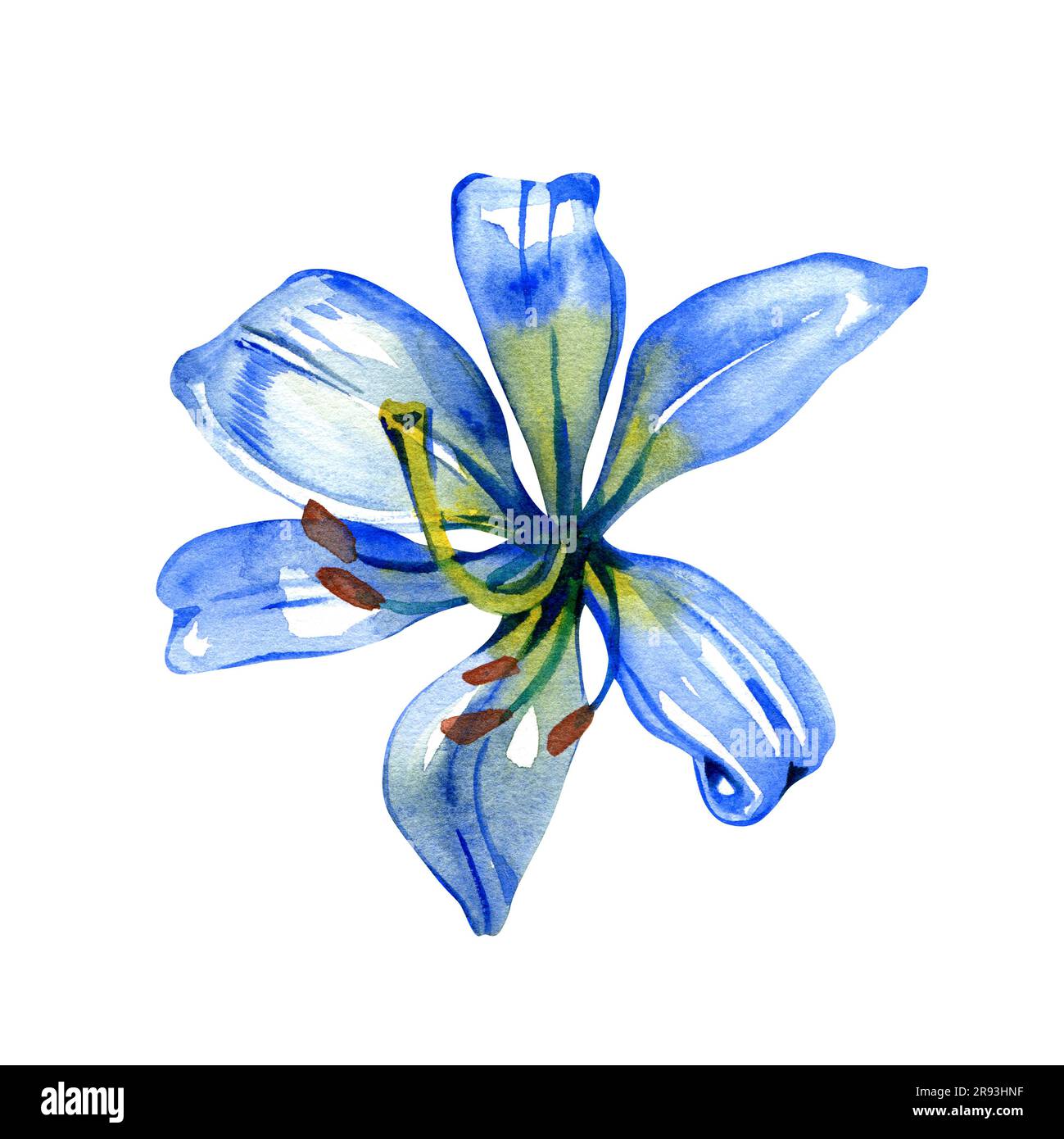 Handmade watercolor illustration lily flower on white background. Colorful  background for fabric, wallpapers, gift wrapping paper, scrapbooking Stock  Photo - Alamy, image size:1299x1390