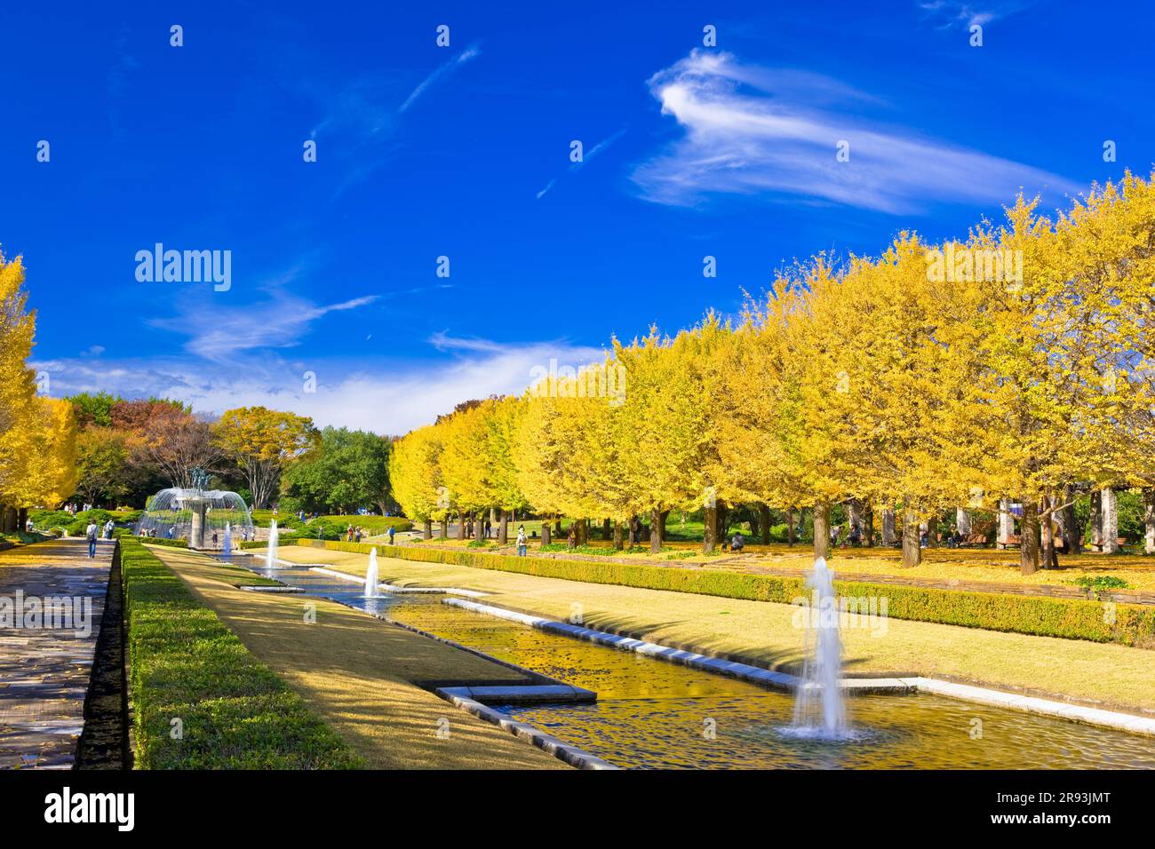 maidenhair tree, Ginkgo Tree, Gingko Tree, Ginko Tree (Ginkgo biloba), park  tree in autumn, Germany, Saxony, Dresden, Buergerwiese Stock Photo - Alamy