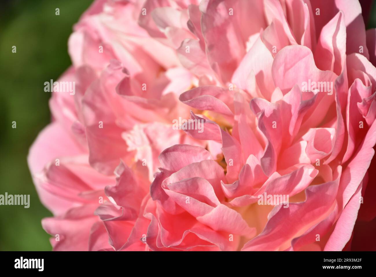 Pink Ruffled Flowers Ruffled double light pink peony hi-res stock photography and images - Alamy