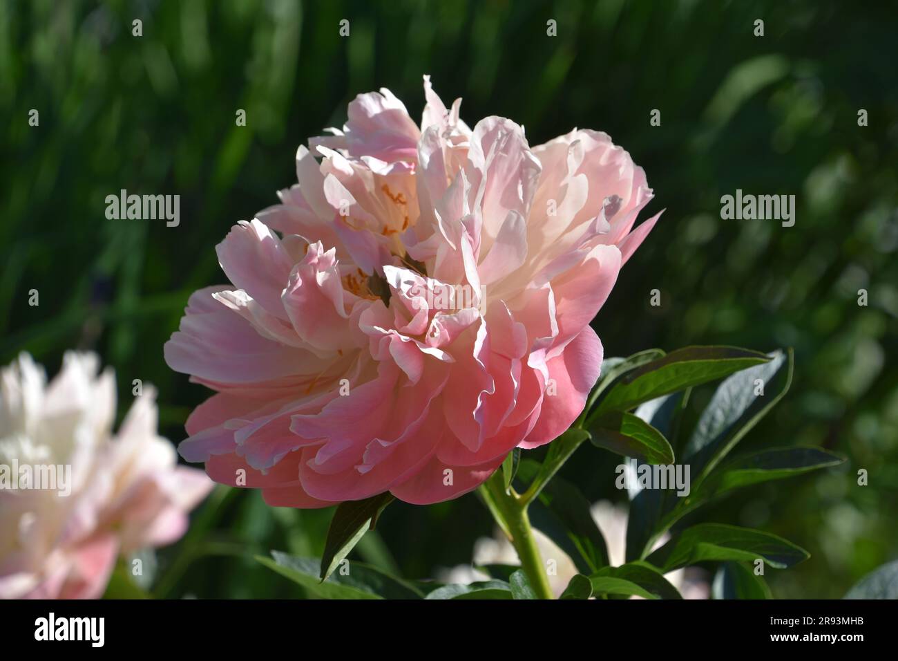 pink flower salt peony essential oil for spa and aromatherapy
