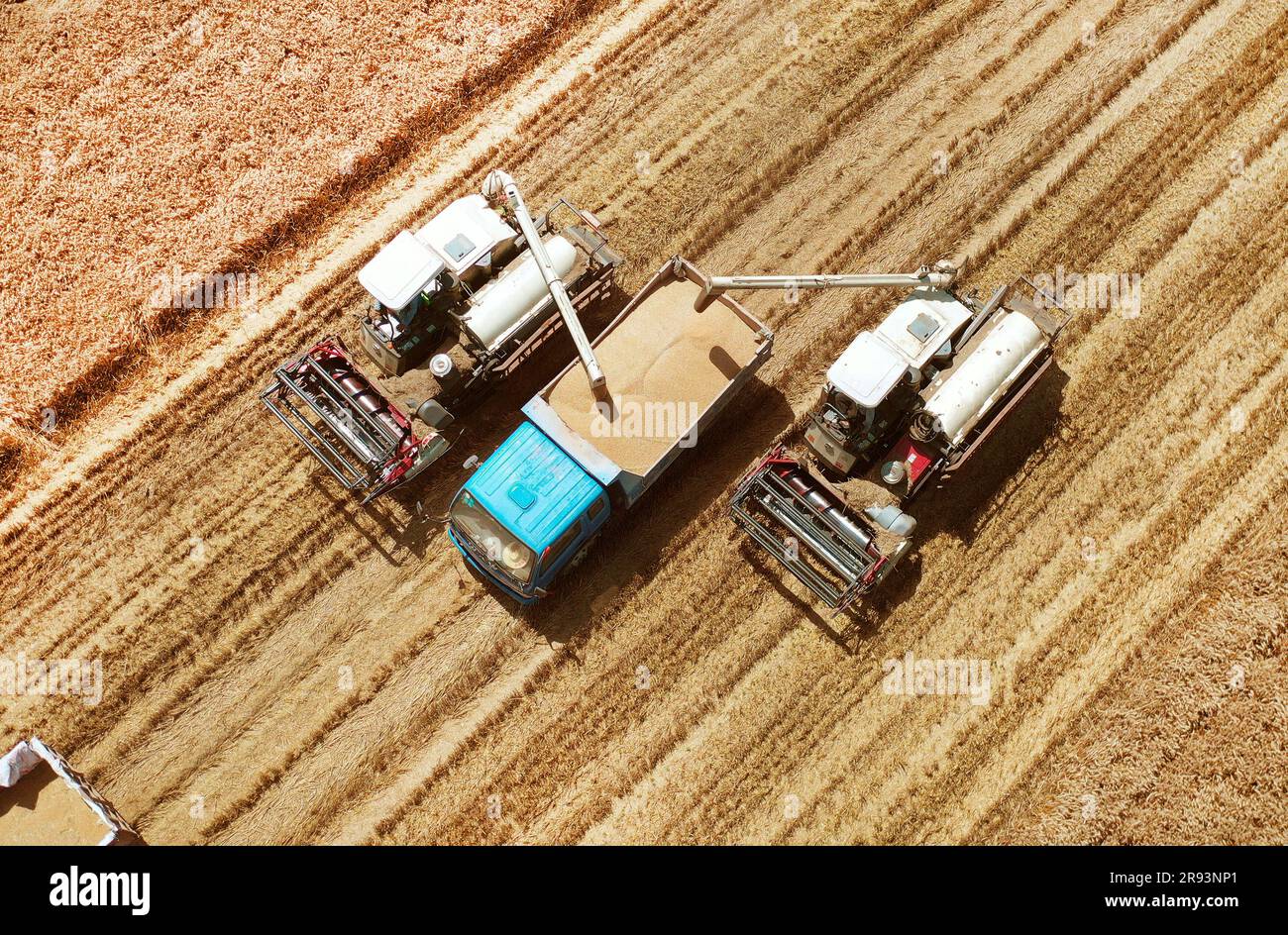 Driven Wheat Harvest Weishi County A Harvest Built on Innovation