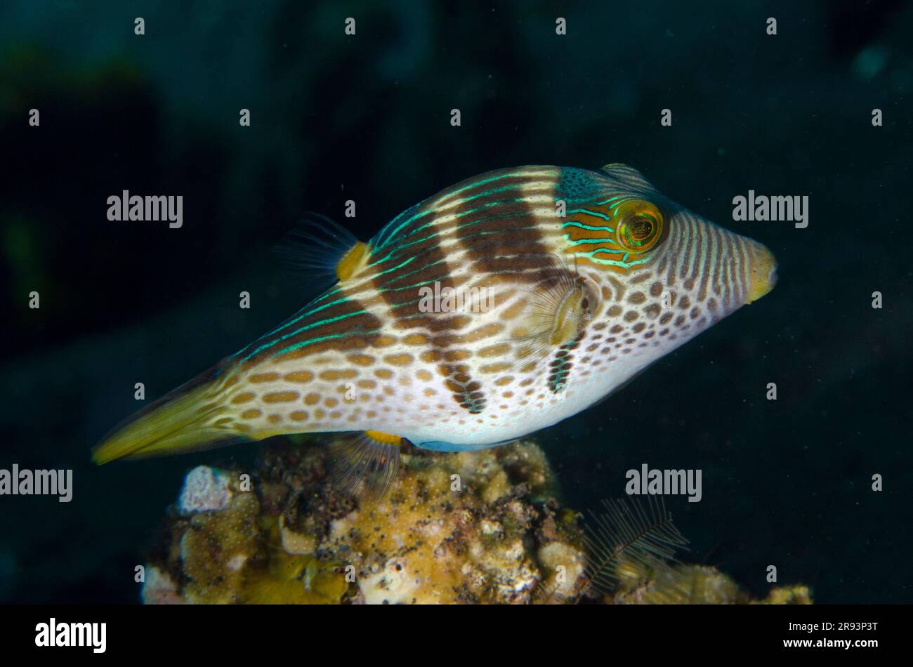 Black-saddled Toby, Canthigaster valentini, Coral Garden dive site, Tulamben, Karangasem Regency, Bali, Indonesia Stock Photo