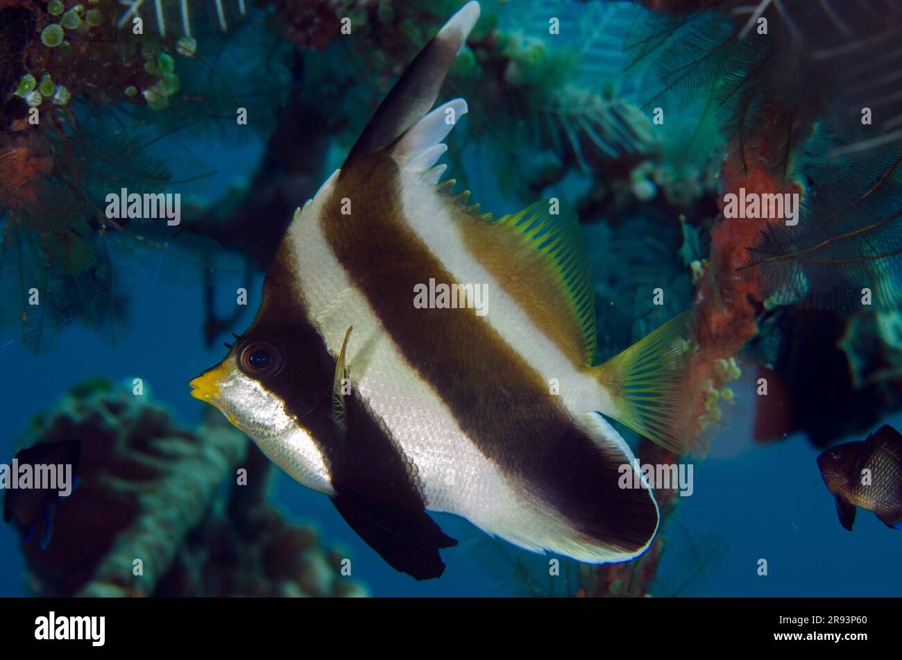 Pennant Bannerfish, Heniochus chrysostomus, Coral Garden dive site, Tulamben, Karangasem Regency, Bali, Indonesia Stock Photo