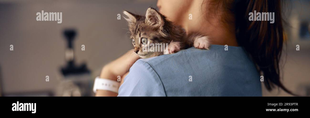 Veterinarian holds scared little kitten at appointment in modern clinic Stock Photo