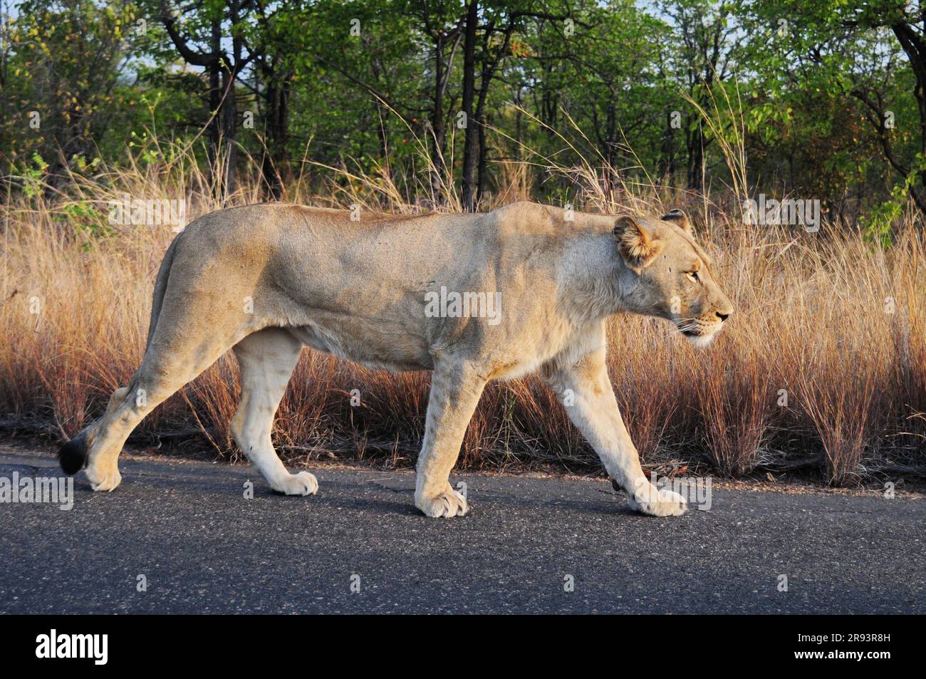 A massive male lion and a lioness spotted resting on the side of a road in the Kruger National Park in preparation for a hunt at dusk Stock Photo