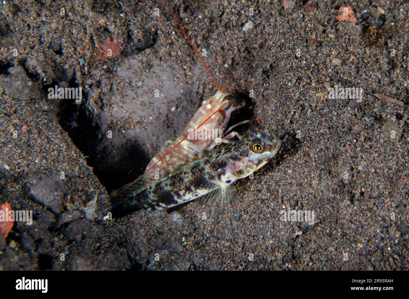 Shrimpgoby, Tomiyamichthys sp, and Snapping Shrimp, Alpheus sp, Wreck Dropoff Dive Site, Tulamben, Karangasem Regency, Bali, Indonesia Stock Photo