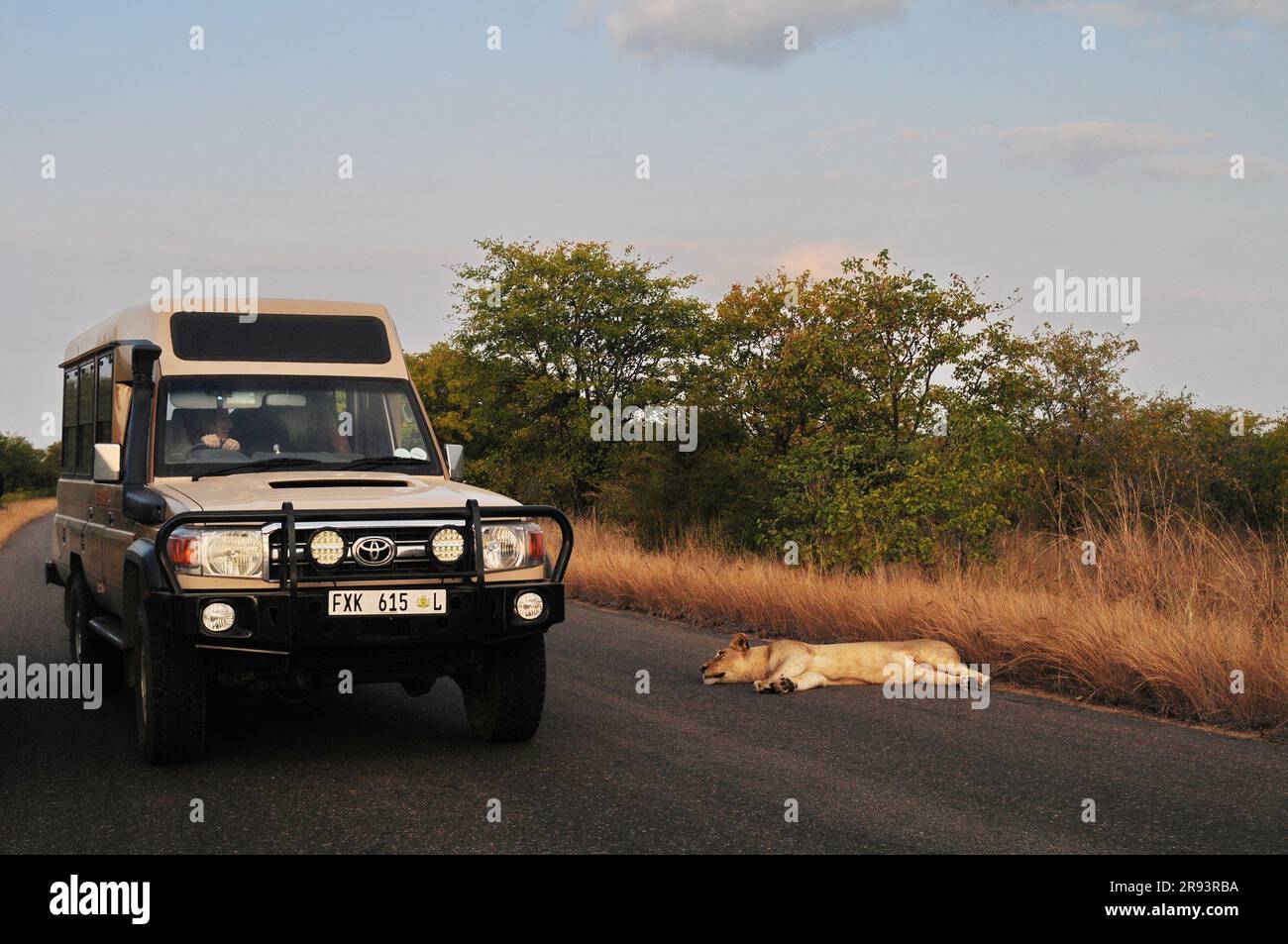 A massive male lion and a lioness spotted resting on the side of a road in the Kruger National Park in preparation for a hunt at dusk Stock Photo