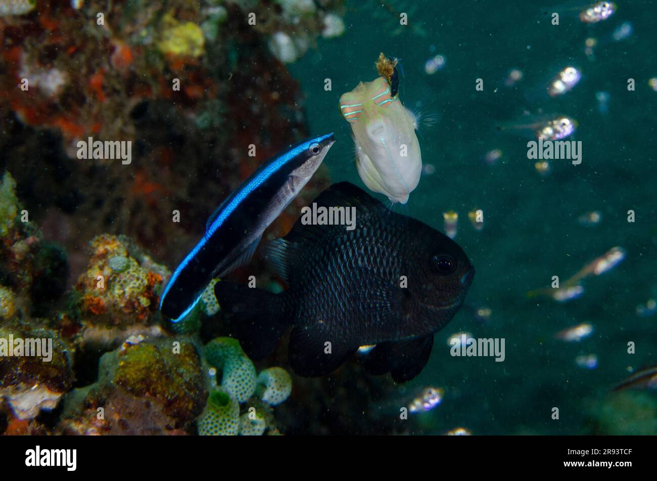 Bluestreak Cleaner Wrasse, Labroides dimidiatus, cleaning Whitebelly Toby, Canthigaster bennetti,  with parasitic Copepod, Copepoda Subclass, with egg Stock Photo