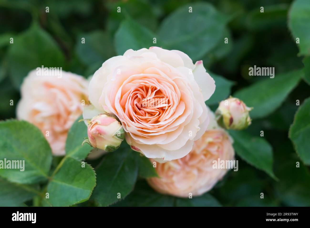 Pale pink floribunda rose variety Pastella. Gardening, floriculture. Hybrid tea roses. Close up. Stock Photo