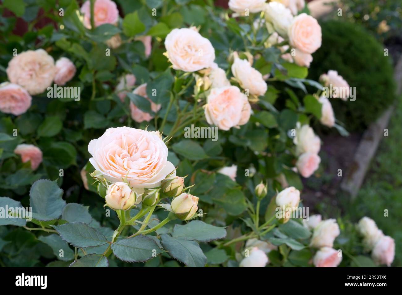 Beautiful pink rose flower Pastella. Blooming Floribunda Rose. Hybrid tea roses in garden. Stock Photo