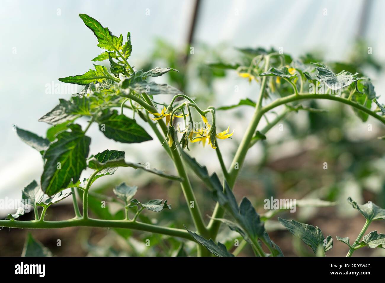 Tomato plant with yellow flowers in greenhouse. Gardening, vegetable