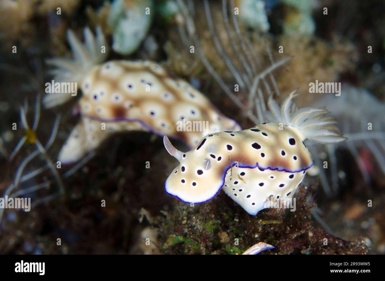 Pair of Tryon's Nudibranches, Hypselodoris tryoni, Coral Garden dive site, Tulamben, Karangasem Regency, Bali, Indonesia Stock Photo
