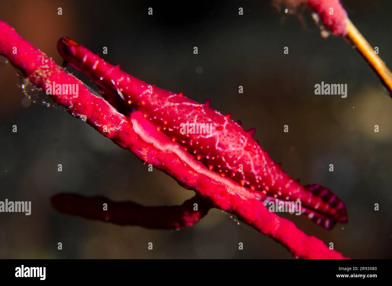 Rosy Spindle Snail, Phenacovolva rosea, feeding on Whip Coral, Alcyonacea Order, Batu Ringgit dive site, Tulamben, Karangasem Regency, Bali, Indonesia Stock Photo