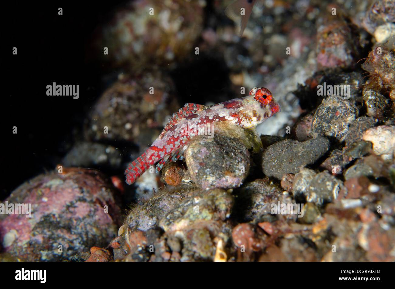 Moyer's Dragonet, Synchiropus moyeri, Sidem dive site, Tulamben, Karangasem Regency, Bali, Indonesia Stock Photo