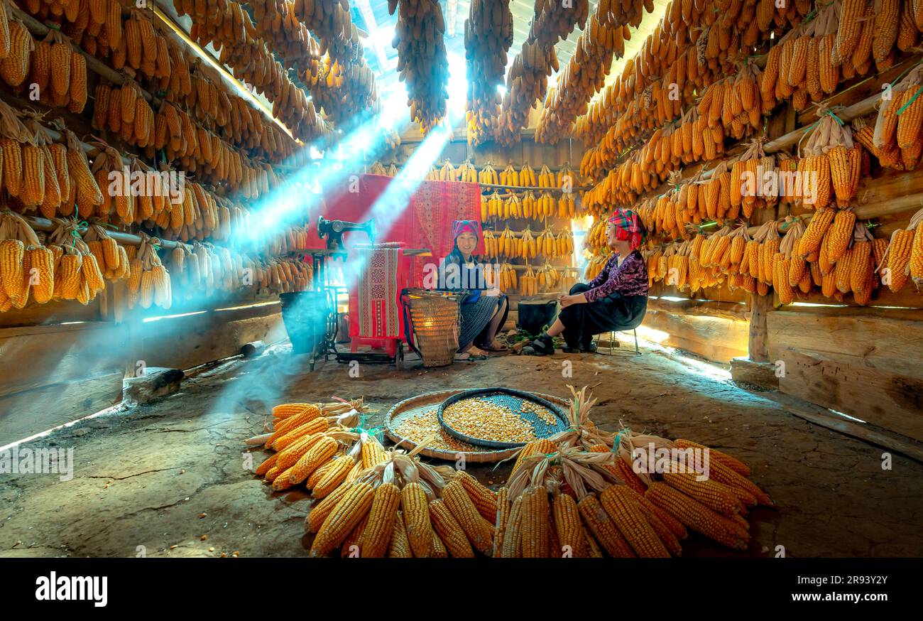 a house for maize, corn after harvesting for long-term storage, the H'mong people often build houses to store and process them indoors. Stock Photo