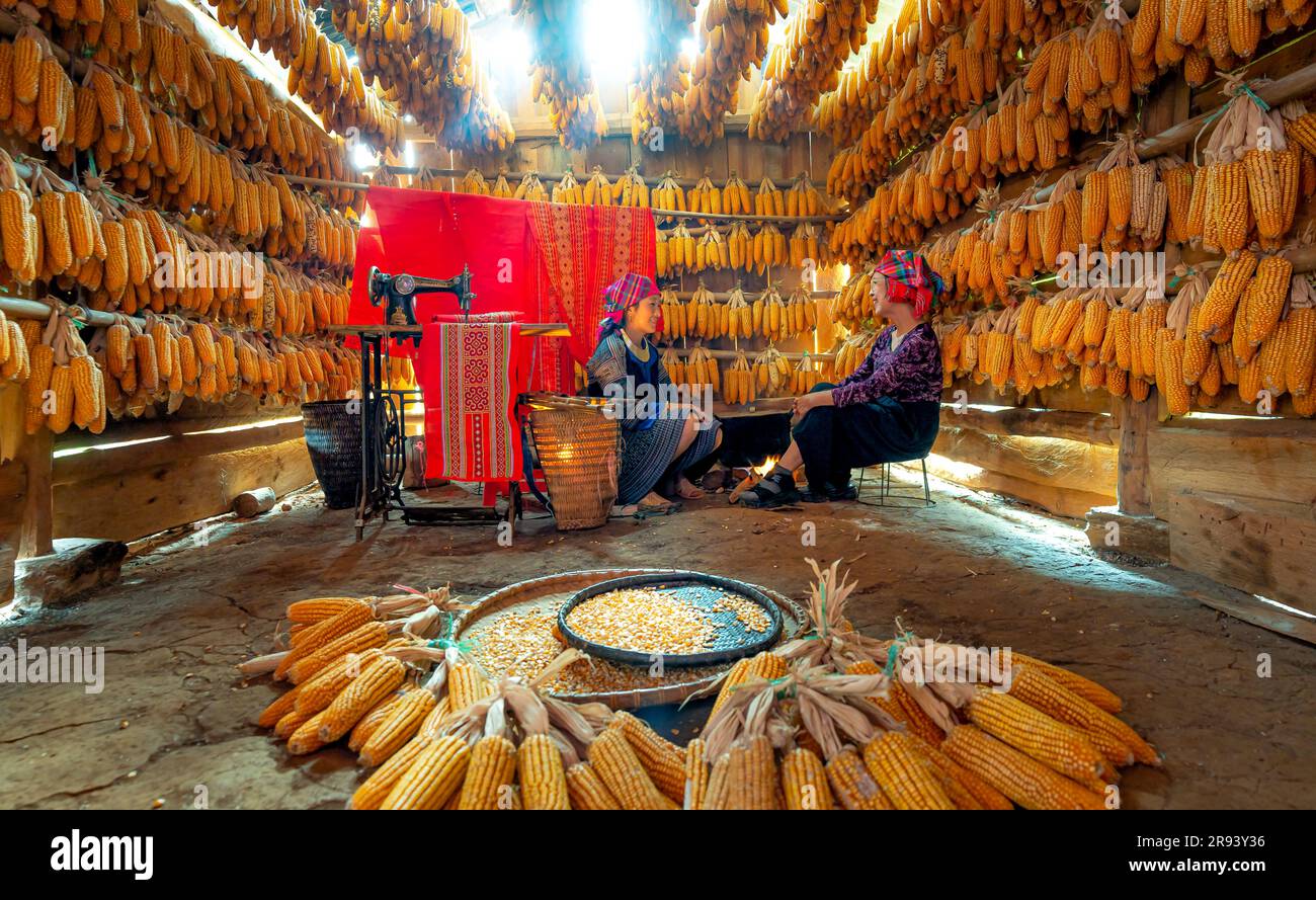 a house for maize, corn after harvesting for long-term storage, the H'mong people often build houses to store and process them indoors. Stock Photo