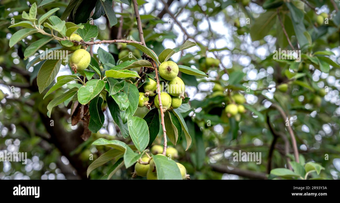 Taom hi-res stock photography and images - Alamy