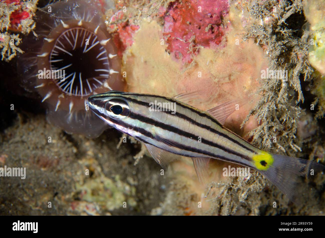Fivelined Cardinalfish, Cheilodipterus quinquelineatus, by solitary Tunicate, Ascidia ornata, Lipah Beach dive site, Amed, Karangasem Regency, Bali, I Stock Photo