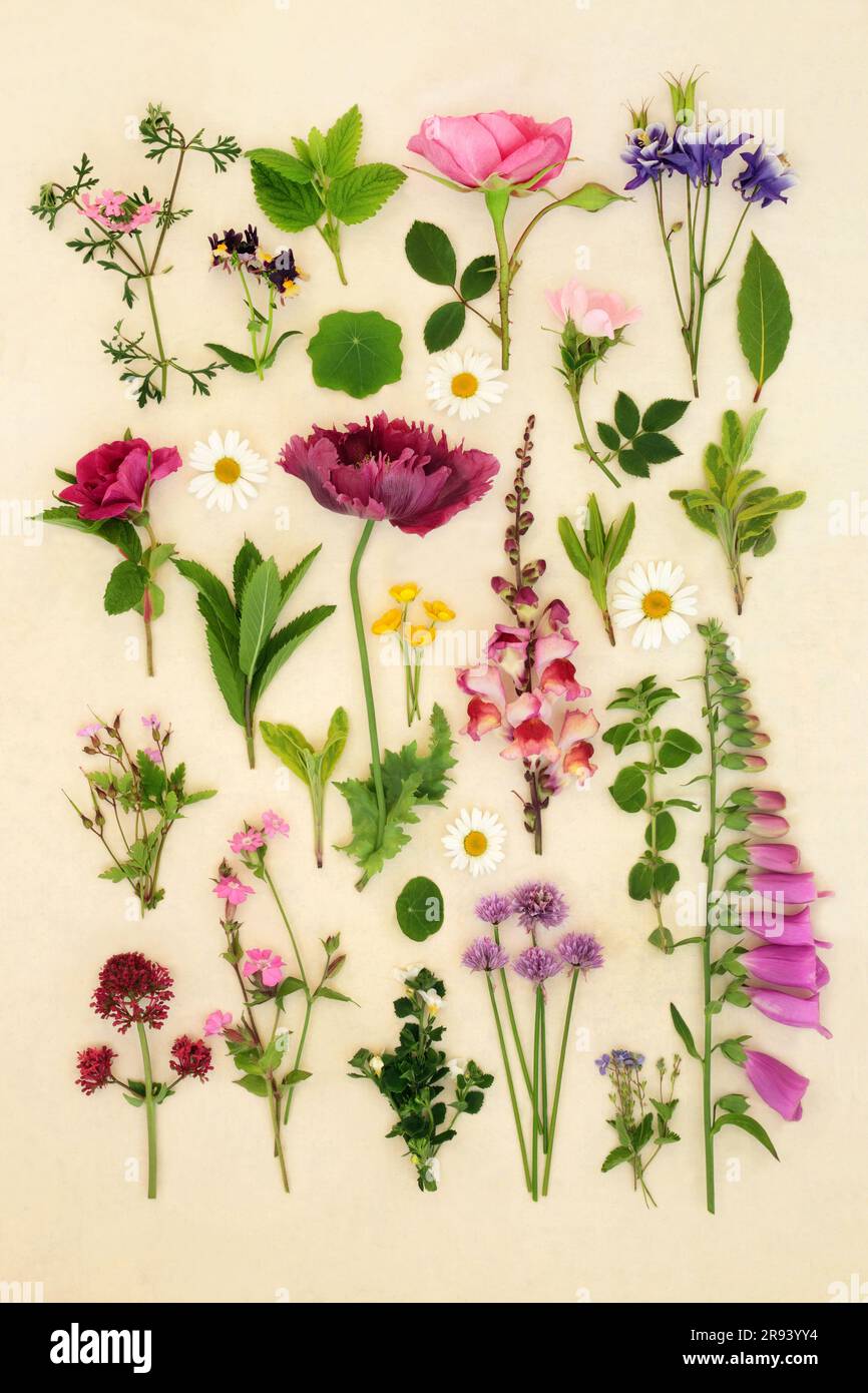 European summer flowers and herbs used in alternative natural herbal medicine. Floral arrangement on hemp paper background. Large Collection. Stock Photo