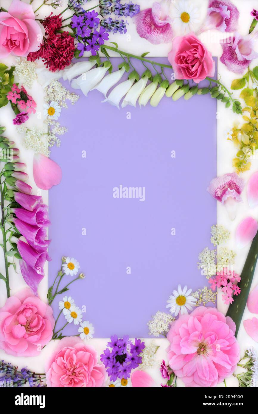 Flowers and wildflower background frame with medicinal flora used in natural herbal medicine. Summer nature design with white border on purple. Stock Photo