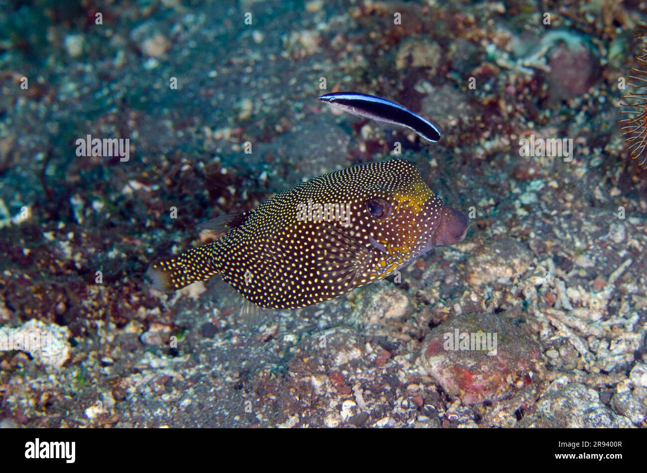 Spotted Boxfish, Ostracion meleagris, being cleaned by a Bluestreak Cleaner Wrasse, Labroides dimidiatus, Sidem Dive Site, Tulamben, Karangasem Regenc Stock Photo