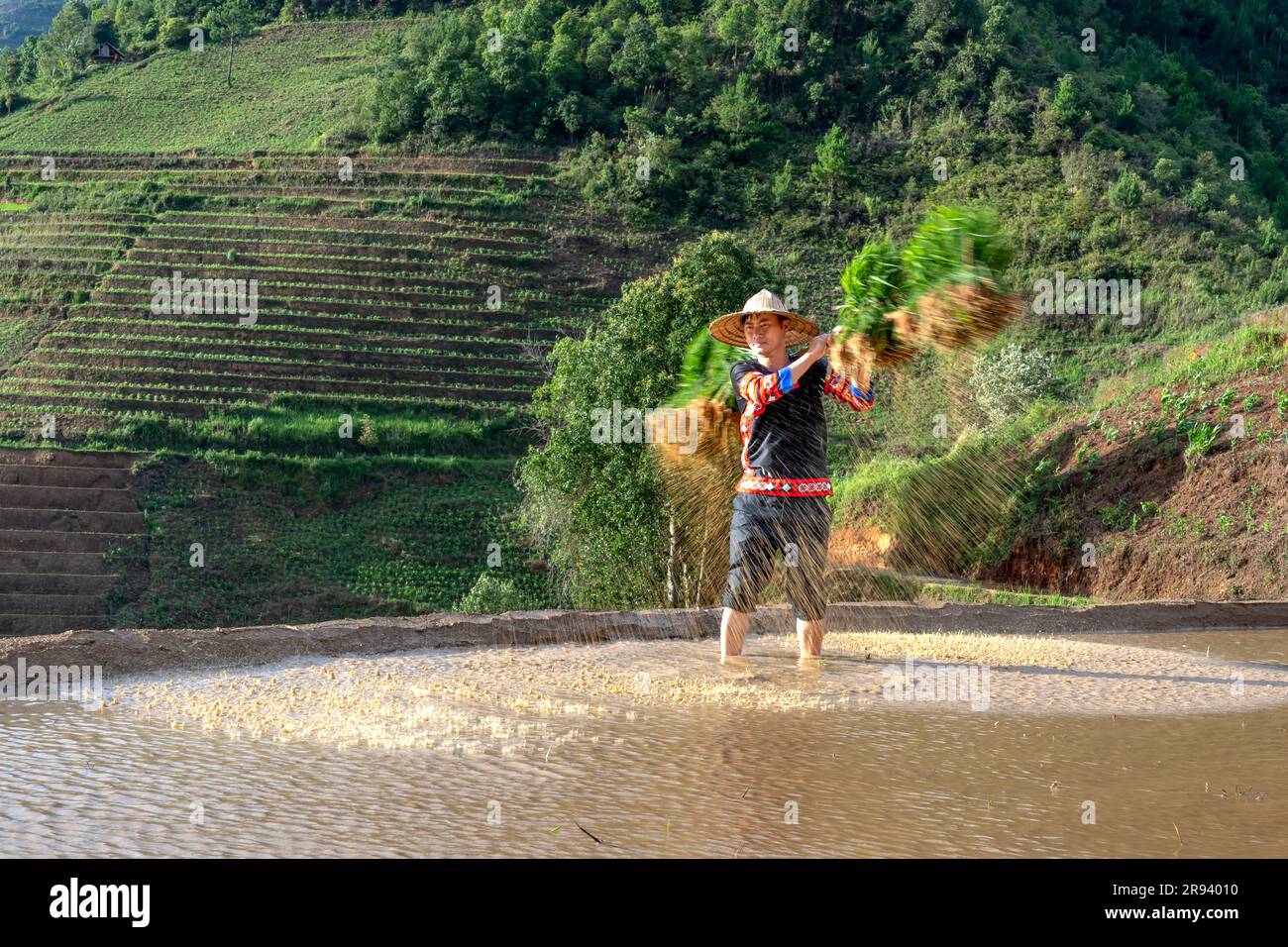 A young man H'Mong ethnic carrying saplings of jasmine rice to ...
