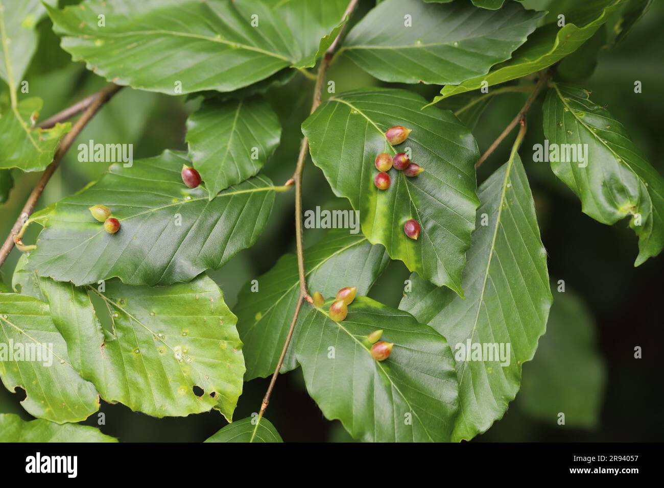 Galls Of The Gall Midge Mikiola Fagi On Leaves Of Common Beech Fagus