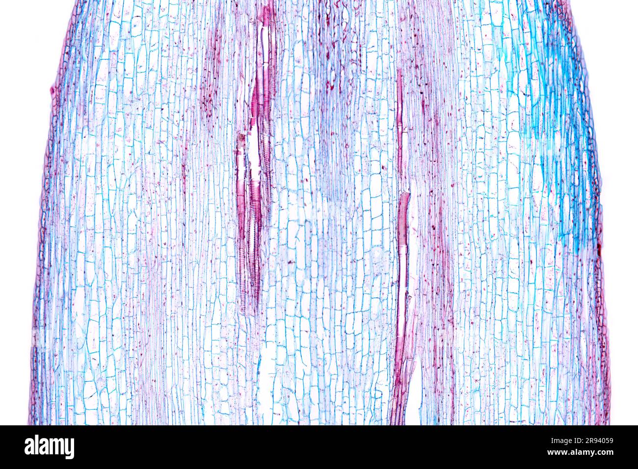 Sunflower stem, longitudinal section, 20X light micrograph. Stem of Helianthus annuus, under light microscope. Hematoxylin-eosin stained. Stock Photo